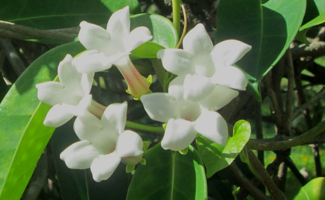 Jasmin de Madagascar (Stephanotis floribunda) au parfum capiteux