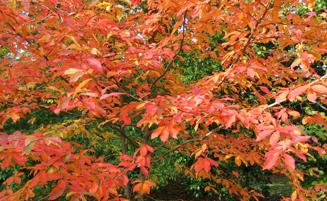 Tupélo (Nyssa sylvatica) aux teintes éclatantes à l'automne