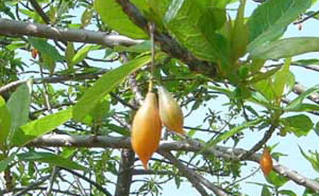 Papaye de montagne (Vasconcellea quercifolia), à feuilles de chêne