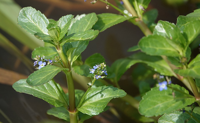 Véronique des marais (Veronica beccabunga), aux petites fleurs bleues