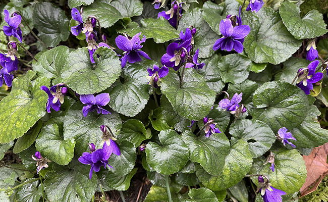 Violette du Labrador (Viola labradorica), très rustique