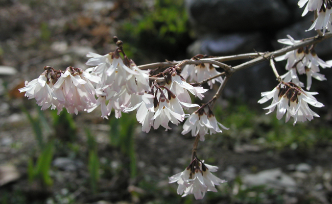 Forsythia blanc de Corée (Abeliophyllum distichum) à floraison hivernale
