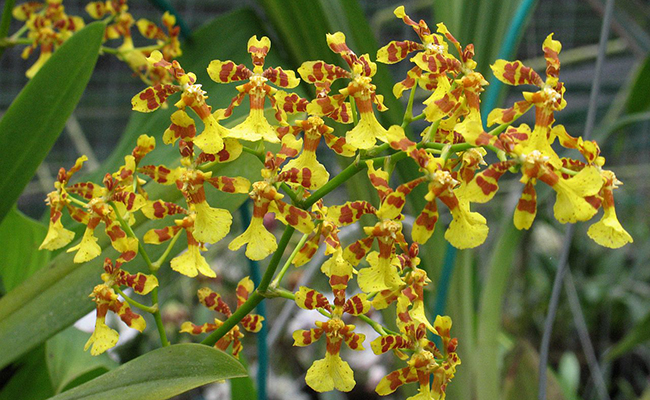 Oncidium, orchidée aux petites fleurs jaunes