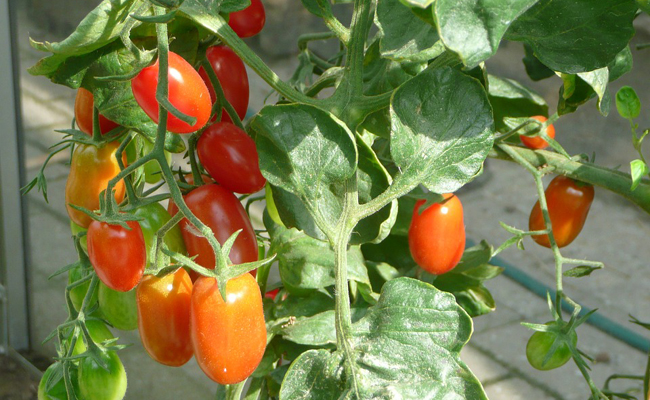 La tomate (Lycopersicon esculentum), le légume le plus cultivé en France