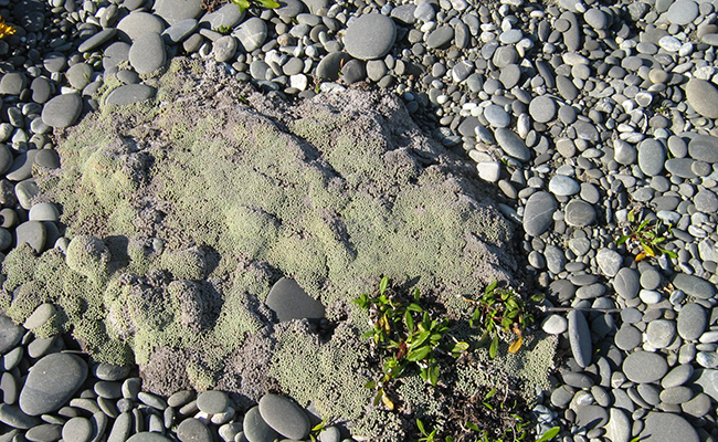 tapis de Raoulia australis en rocaille alpine