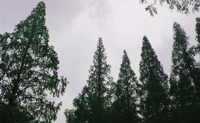 Port pyramidal du métaséquoïa