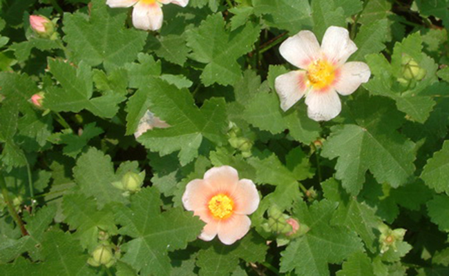 Malvastrum (Malvastrum lateritium), couvre-sol aux fleurs pêche