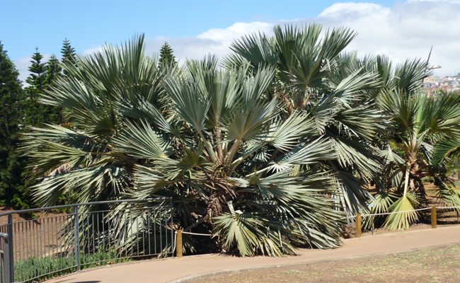 palmier bleu du Mexique (Brahea armata syn. Erythea armata)