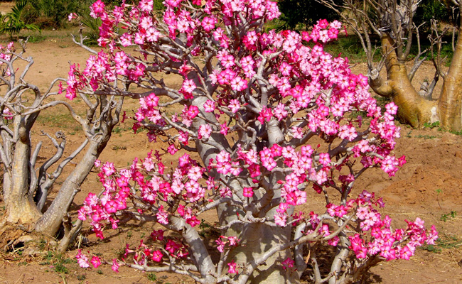 Rose du désert (Adenium obesum) ou faux baobab