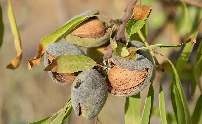 Amandier (Prunus Dulcis ou amygdalus)