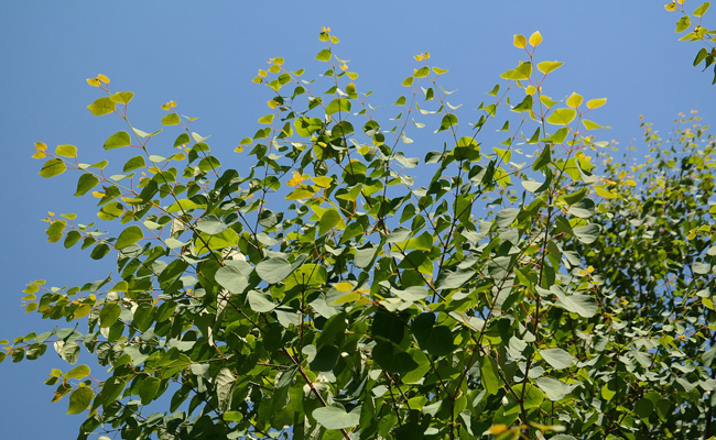 Arbre caramel (Cercidiphyllum japonicum) ou katsura