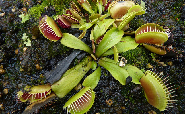 Gobe-mouches ou dionée (Dionaea muscipula), plante carnivore