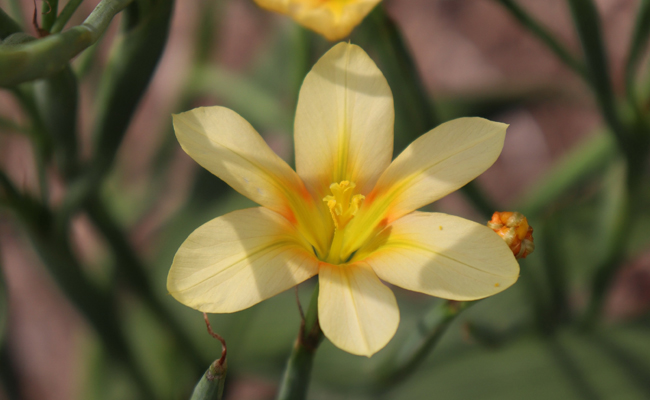 Tulipe du Cap (Homeria ochroleuca syn. Moraea ochroleuca)