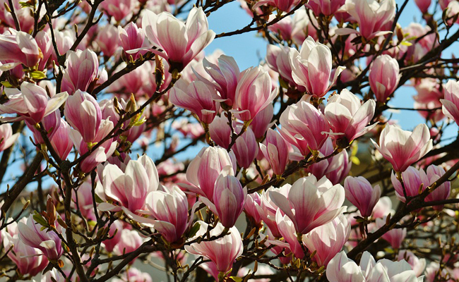 Magnolia à feuilles caduques (Magnolia x soulangeana) et fleurs au printemps