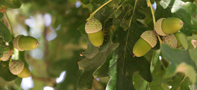 Le chêne (Quercus spp.), l’arbre de la noblesse