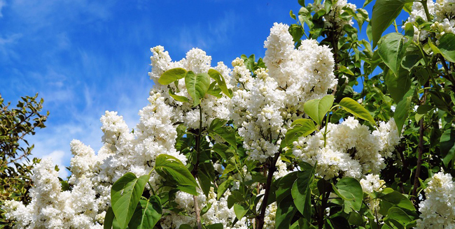 lilas (Syringa vulgaris) en fleurs au printemps