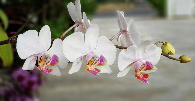 Orchidées, plante d'intérieur en pot