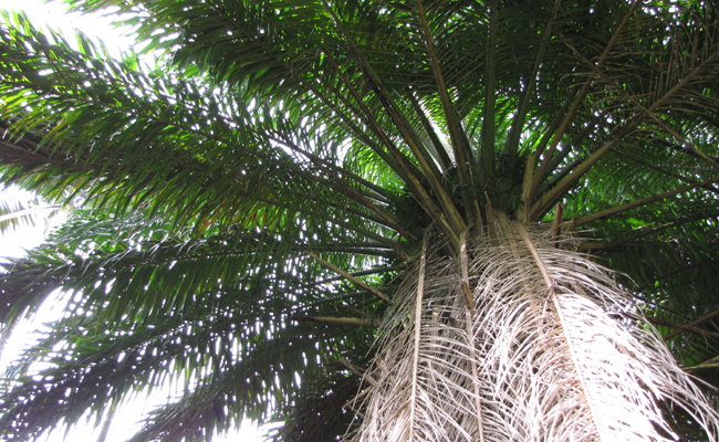 Palmier à huile (Elaeis guineensis) pour l'huile de palme