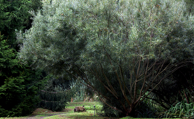 Saule à feuilles de romarin (Salix rosmarinifolia), intéressant pour son feuillage