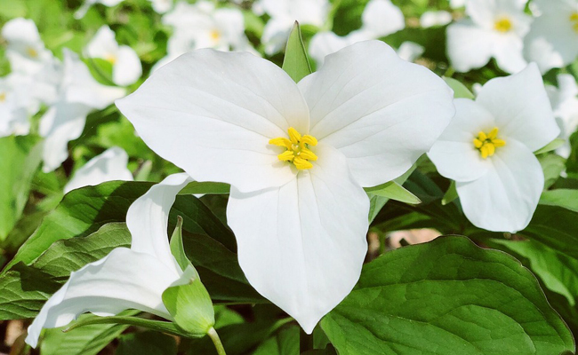 Trille à grande fleur (Trillium grandiflorum) ou trille blanc
