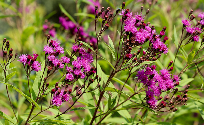 Vernonia (Vernonia noveboracensis), des fleurs violettes ébouriffées