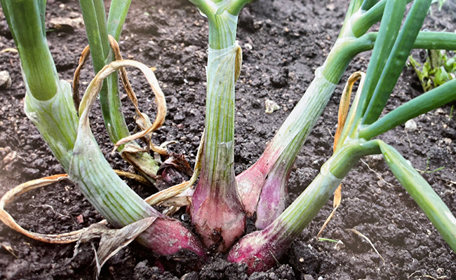 Oignon patate (Allium cepa var. aggregatum), un oignon ancien