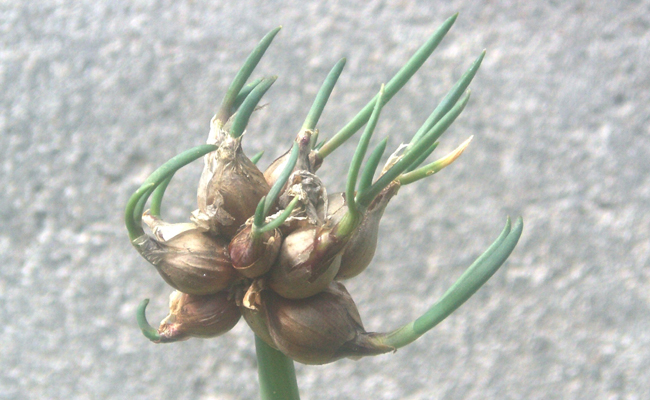 Oignon rocambole (Allium cepa var. proliferatum), oignon perpétuel ou oignon de cattawissa