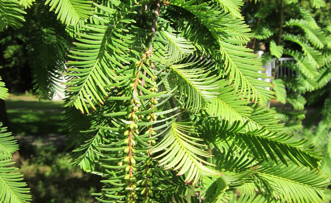 Métaséquoïa (Metasequoia glyptostroboides), à croissance très rapide
